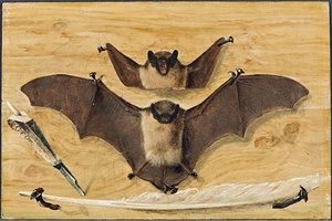 Trompe l’oeil Two bats nailed to a timber wall. Knife and quill pen [1738] by Gabriel Orm [1707–1781]