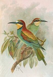 Merops apiaster by Johann Friedrich Naumann [1780–1857]