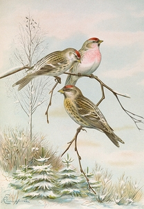 Acanthis linaria by Johann Friedrich Naumann [1780–1857]