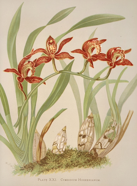 Cymbidium Hookerianum [1885] by Harriet Stewart Miner [1840–1895] Print