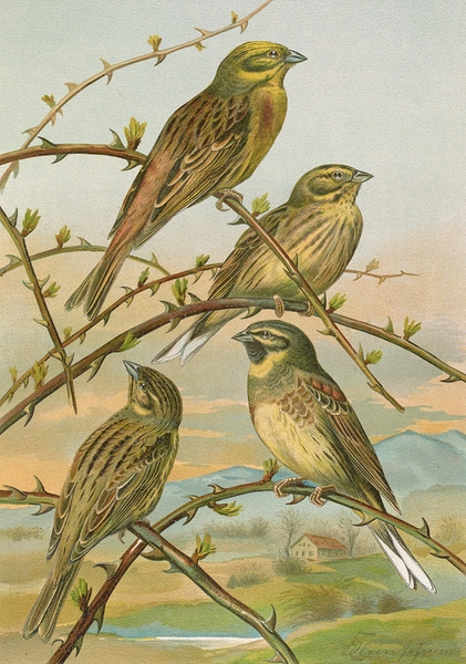 Emberiza citrinella. Emberiza cirlus by Johann Friedrich Naumann [1780–1857] Print