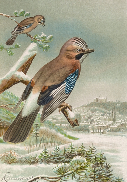 Garrulus glandarius by Johann Friedrich Naumann [1780–1857] Print