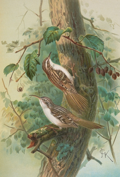 Certhia familiaris. Certhia familiaris brachydactyla by Johann Friedrich Naumann [1780–1857] Print
