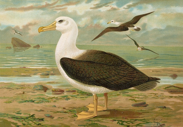 Diomedea melanophrys Boie. Schwarzzugeliger Albatros by Johann Friedrich Naumann [1780–1857] Print