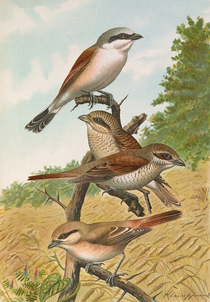 Lanius collurio. Lanius isabellinus Ehrenberg by Johann Friedrich Naumann [1780–1857] Print