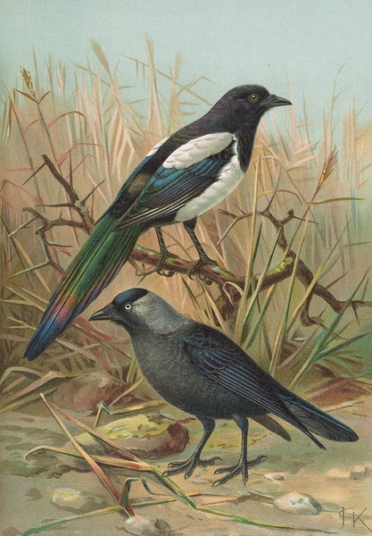 Pica pica. Lycus monedula by Johann Friedrich Naumann [1780–1857] Print