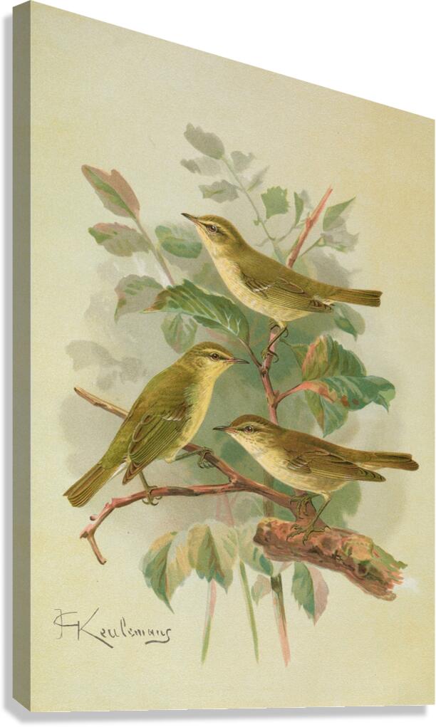 Phylloscopus viridanus. Nitidus. Borealis by Johann Friedrich Naumann [1780–1857] Canvas Print