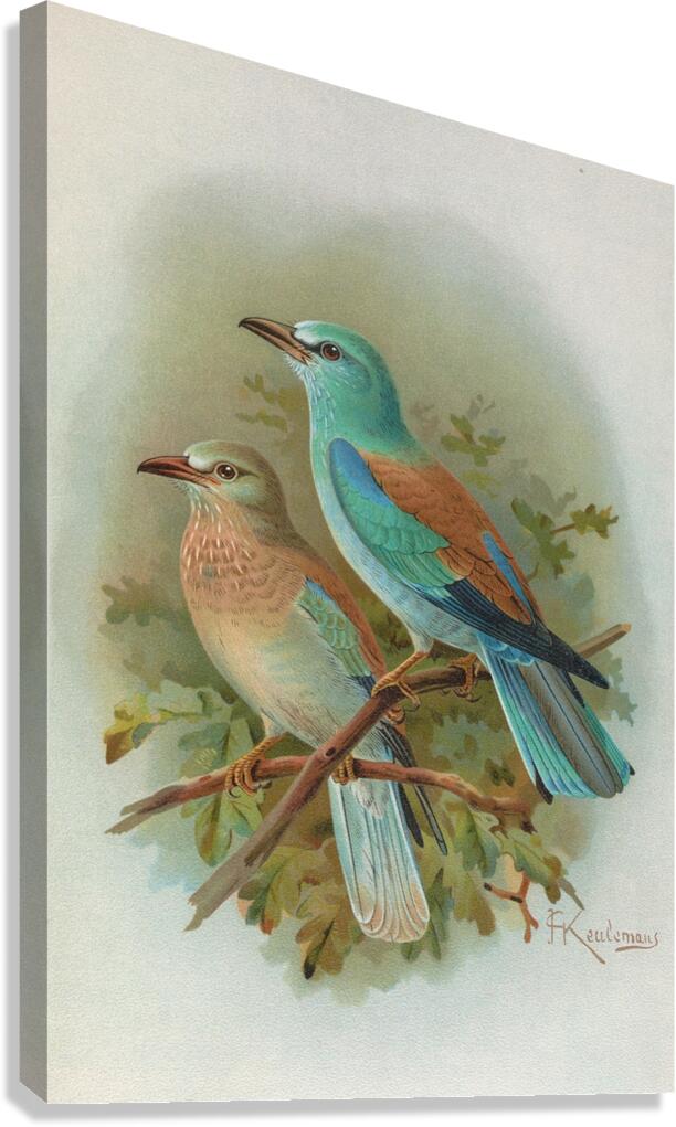 Coracias garrula by Johann Friedrich Naumann [1780–1857] Canvas Print