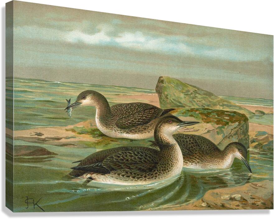 Gavia arctica [L.]. Polar–Seetaucher. By Johann Friedrich Naumann [1780–1857] Canvas Print