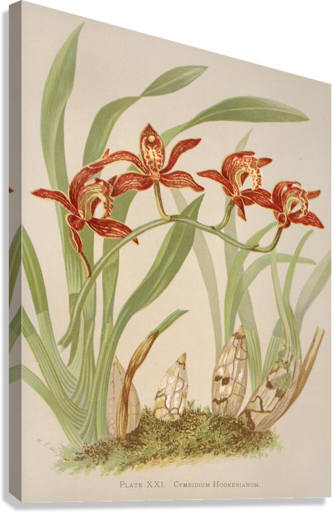 Cymbidium Hookerianum [1885] by Harriet Stewart Miner [1840–1895] Canvas Print