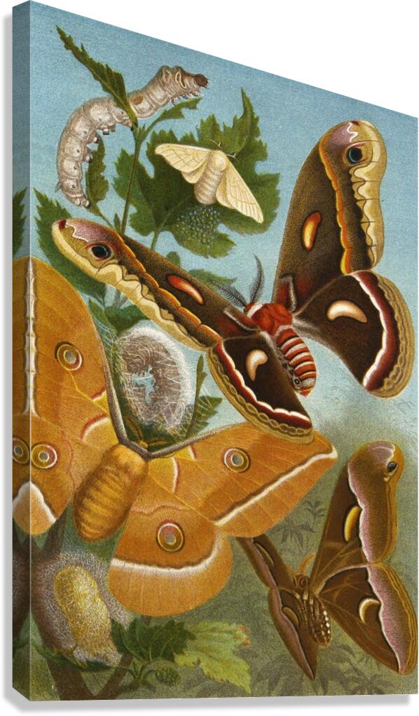 Die Insekten. Tausendfüssler und Spinnen Pl 11 [1877] by Alfred Edmund Brehm [1829–1884] Canvas Print