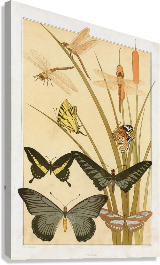 Papillons [1897] by Maurice Pillard Verneuil [1869–1942] Canvas Print