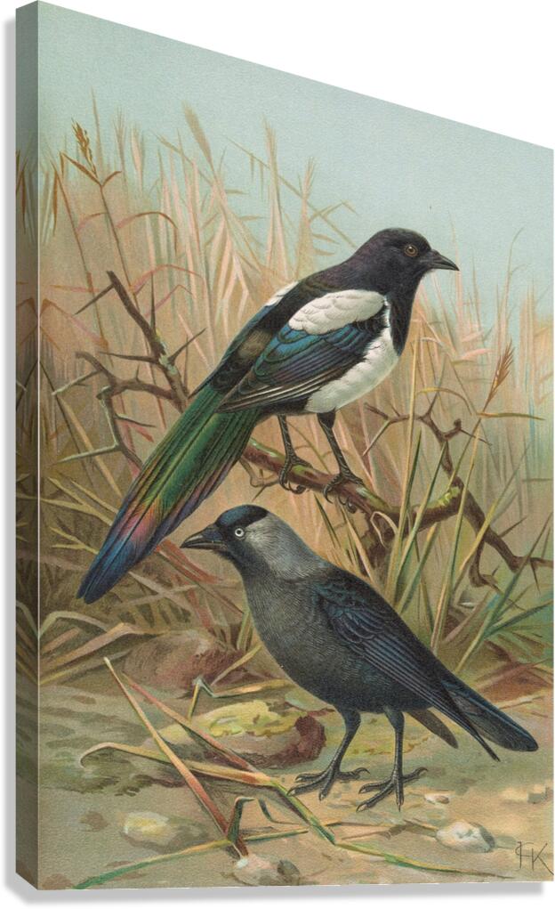 Pica pica. Lycus monedula by Johann Friedrich Naumann [1780–1857] Canvas Print