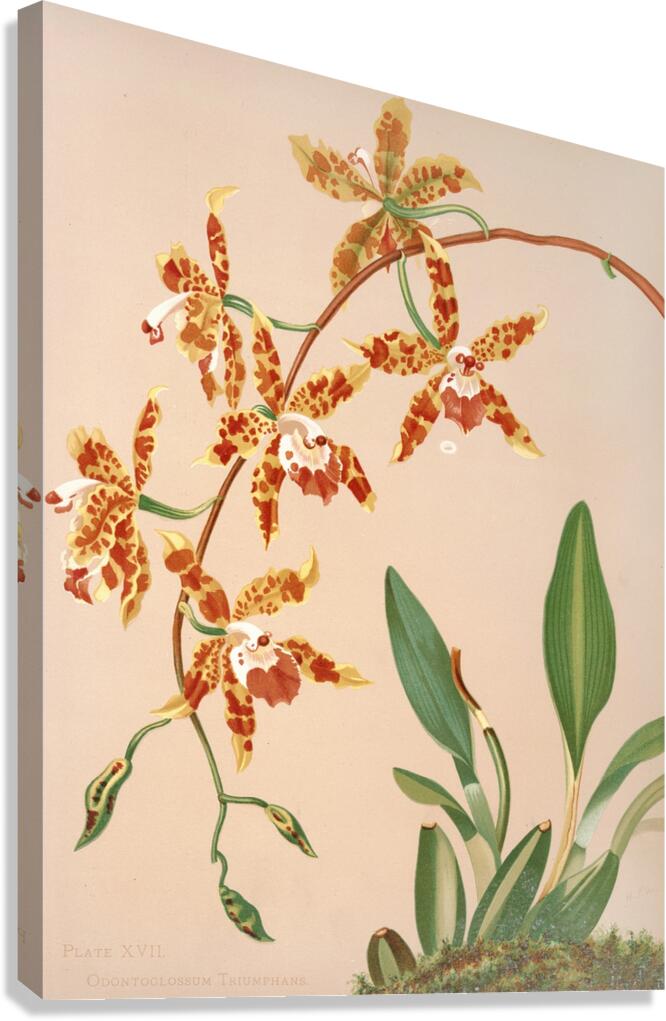Odontoglossum Triumphans [1885] by Harriet Stewart Miner [1840–1895] Canvas Print