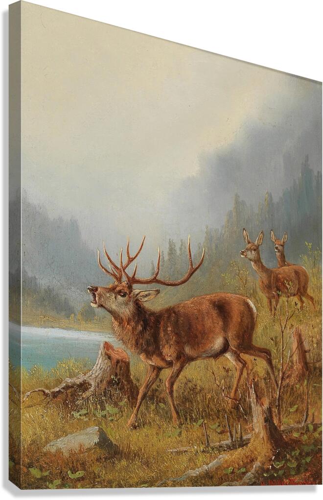 A Bellowing Stag by Moritz Müller [1841–1899] Canvas Print