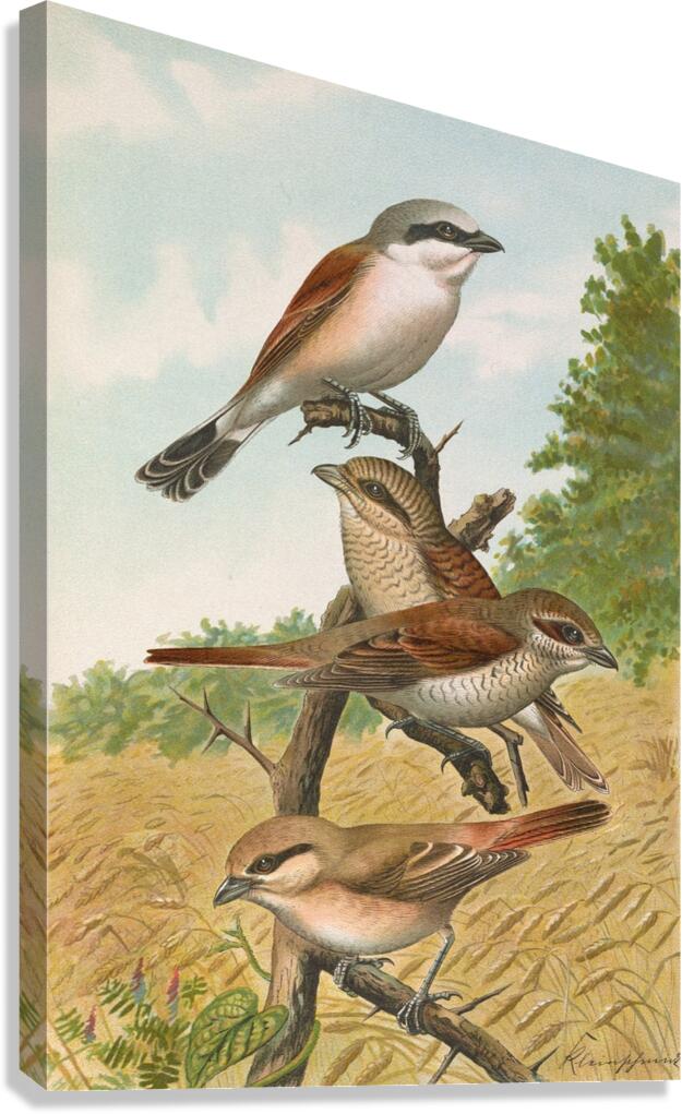 Lanius collurio. Lanius isabellinus Ehrenberg by Johann Friedrich Naumann [1780–1857] Canvas Print