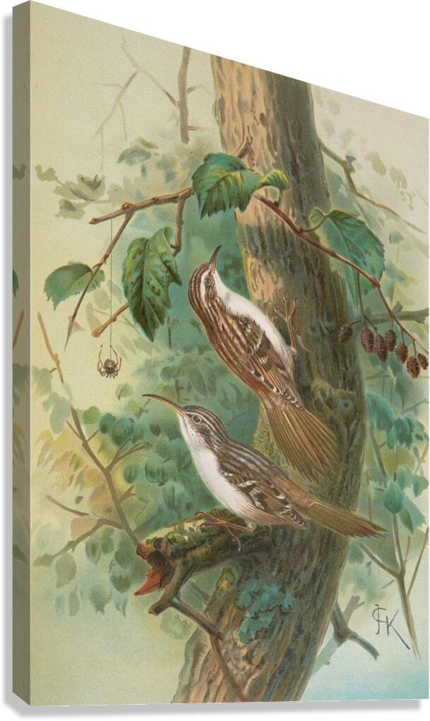 Certhia familiaris. Certhia familiaris brachydactyla by Johann Friedrich Naumann [1780–1857] Canvas Print