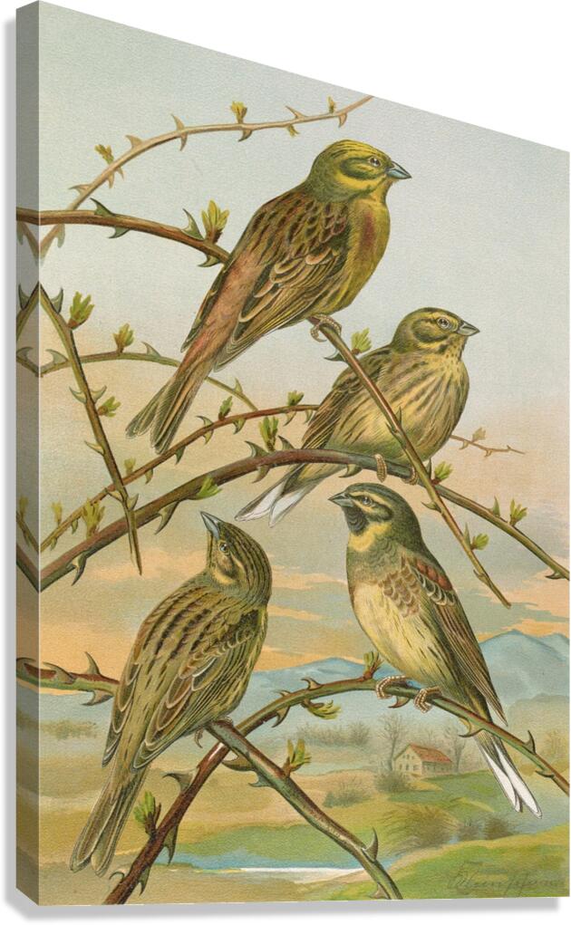 Emberiza citrinella. Emberiza cirlus by Johann Friedrich Naumann [1780–1857] Canvas Print