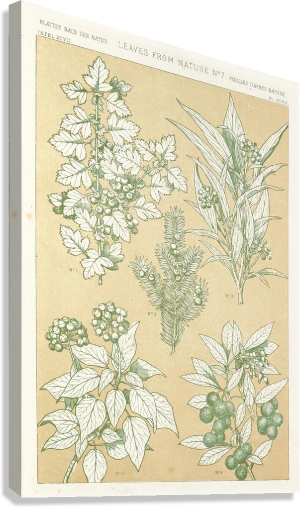 Leaves from Nature No.7 [1856] by Owen Jones [1809–1874] Canvas Print