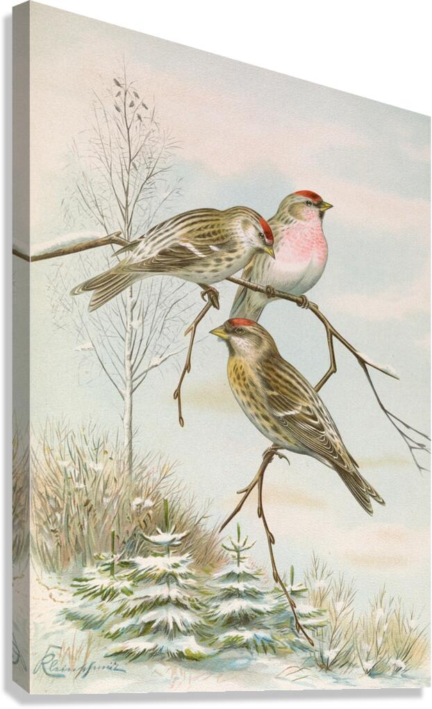 Acanthis linaria by Johann Friedrich Naumann [1780–1857] Canvas Print