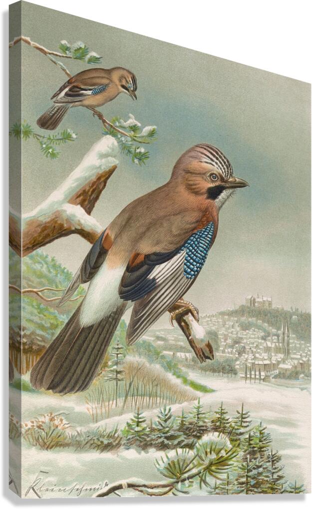 Garrulus glandarius by Johann Friedrich Naumann [1780–1857] Canvas Print