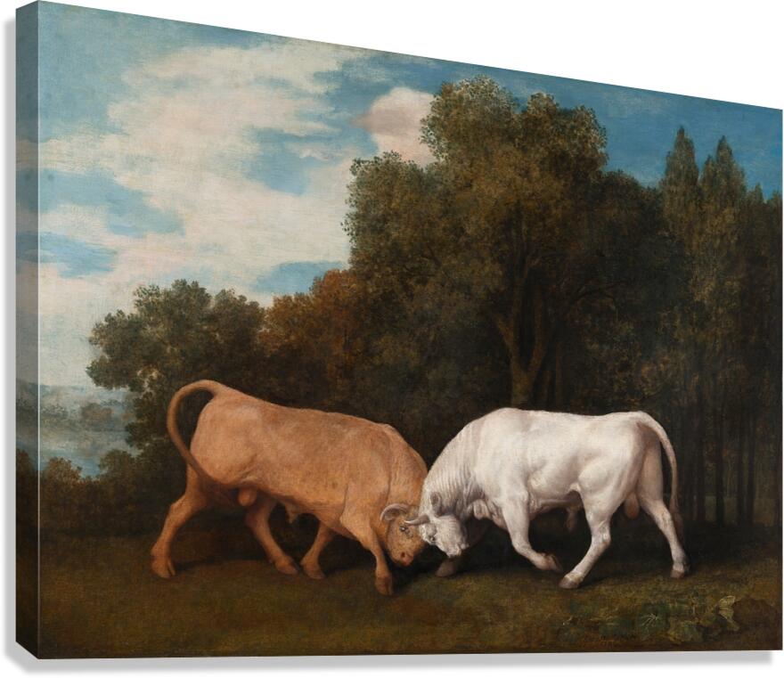 Bulls Fighting [1786] by George Stubbs [1724–1806] Canvas Print