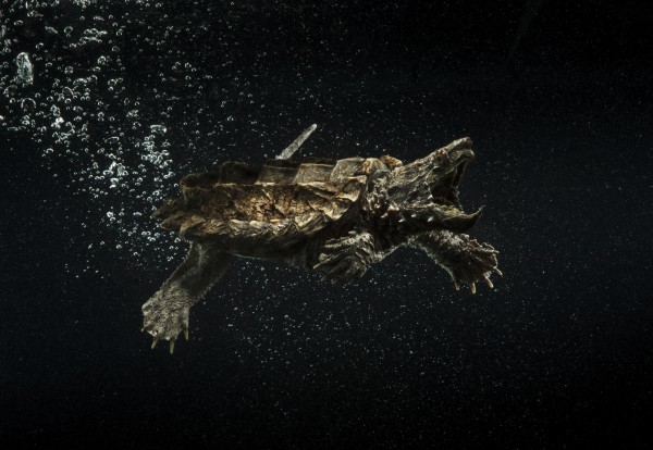 AlligatorSnappingTurtle SeanMurphyPhoto HiR by Sean Murphy Print Shop