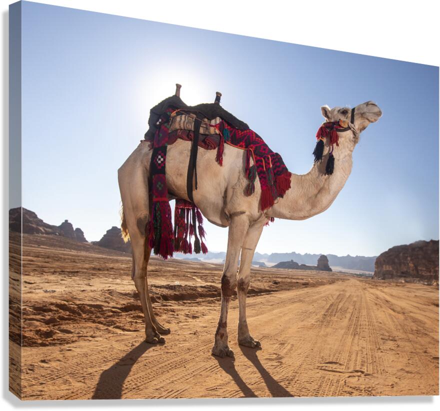 The camel Canvas Print