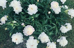 Floral