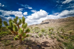Arizona Desert 
