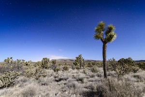Arizona Desert 