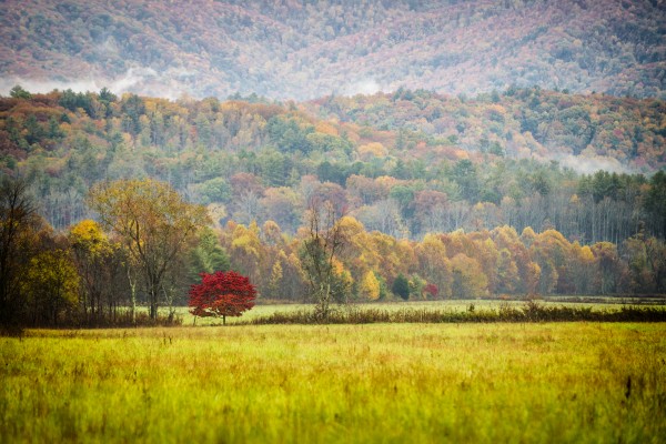 Red Tree at Smoky Mountains by Luis Bonetti