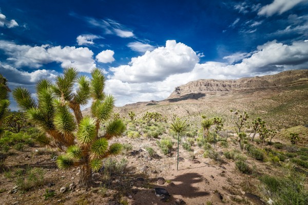 Arizona Desert  by Luis Bonetti