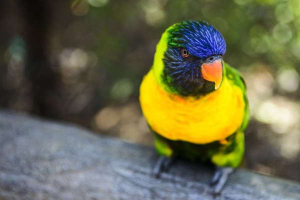 Parrot by Luis Bonetti