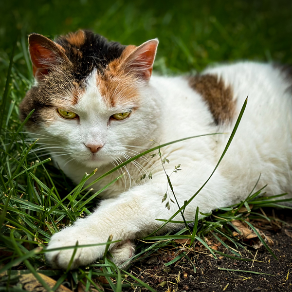 Cat in Grass Print