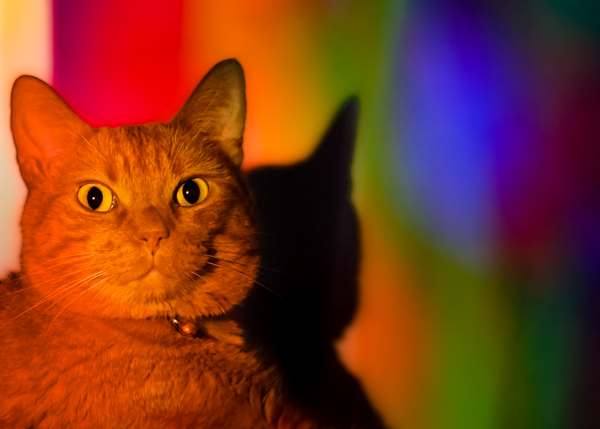 Pride Cat Print