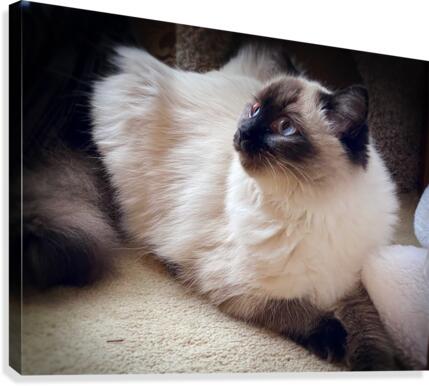 Angelic Cat Canvas Print