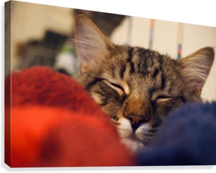 Cat Nap Canvas Print