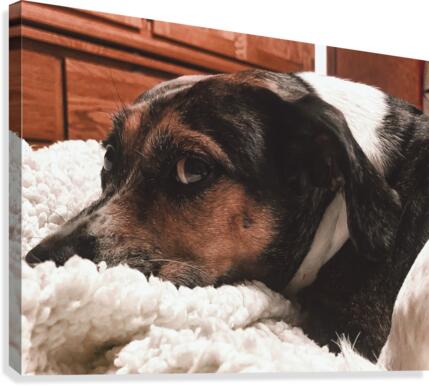 The Side Eye Canvas Print