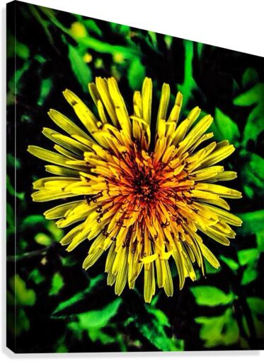 Flower Power Canvas Print