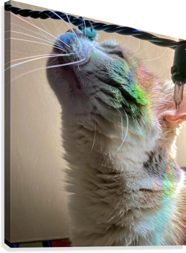 Kitty Lights Canvas Print