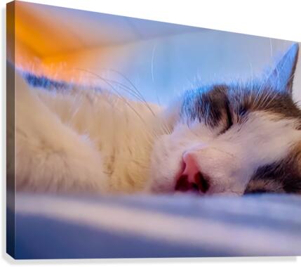 Sleepy Kitty Canvas Print