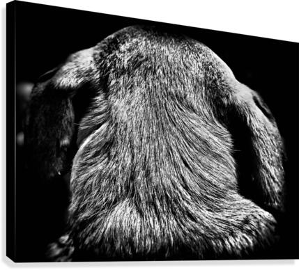 A Good Boy Canvas Print