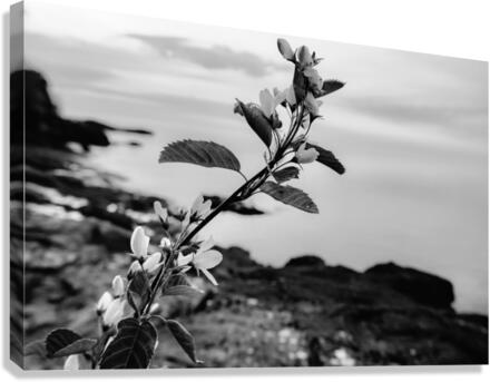 Elegance  Canvas Print