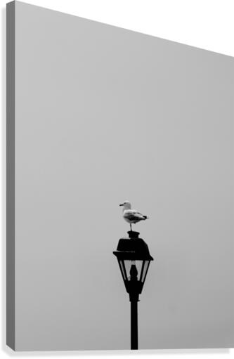 Still Standing Canvas Print