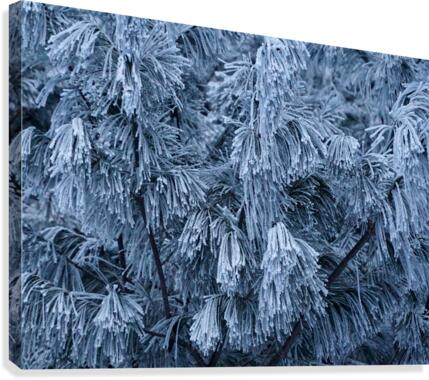 Winter Pines Canvas Print