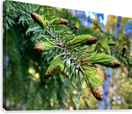 Fresh Canvas Print
