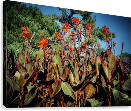 Summer Vignettes  Canvas Print