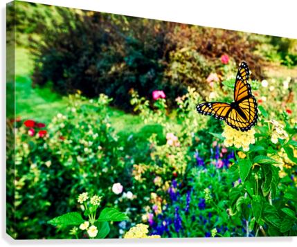 Monarch Canvas Print