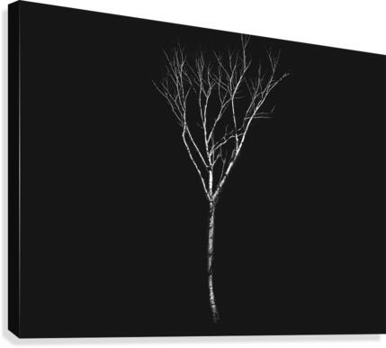 A Birch Canvas Print